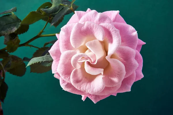 Pétalas Bela Rosa Flor — Fotografia de Stock