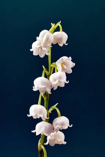 小枝とすずらんの白い花が美しい — ストック写真