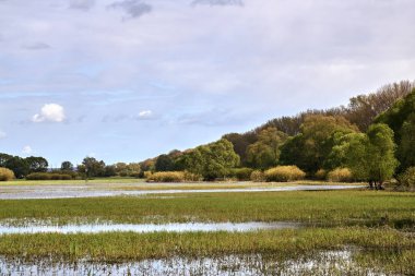 Polonya 'da Warta Nehri' nin ağzındaki durgun sular