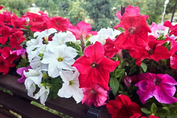 Piękne Kolorowe Kwiaty Surfinia Latem Polsce — Zdjęcie stockowe