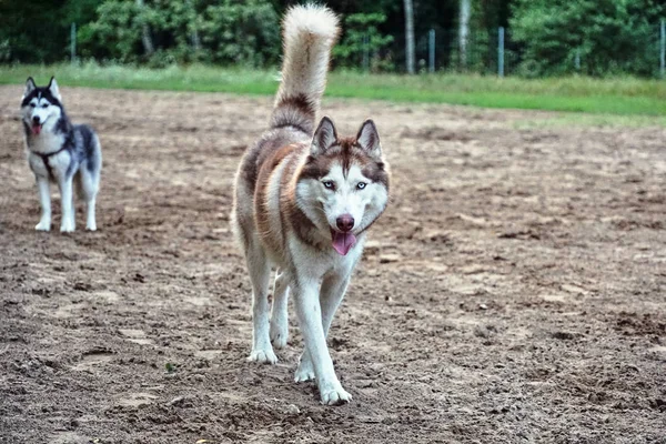 Portret Van Een Jonge Siberische Husky Hond — Stockfoto