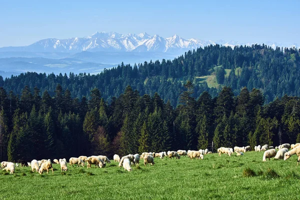 Polonya Pieniny Dağlarda Koyun Sürüsü — Stok fotoğraf