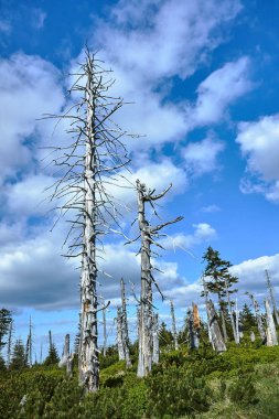Polonya'da Dev Dağlar'da kuru orman