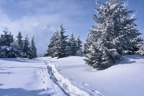 Sentier Pédestre Enterré Sous Neige Dans Les Monts Jizera Pologne — Photo