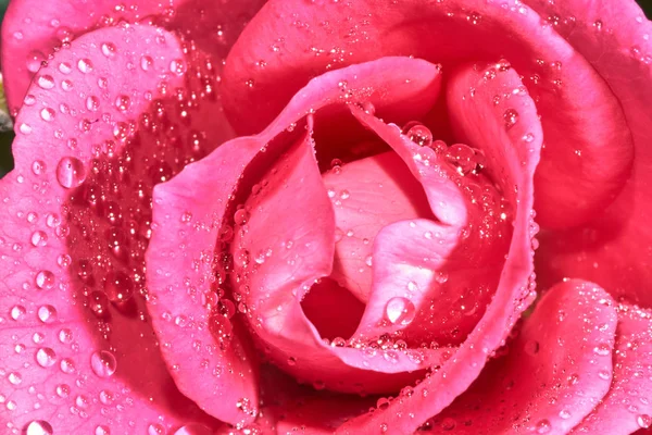 Rosa Ros Blomma Detaljer Med Droppar Vatten — Stockfoto
