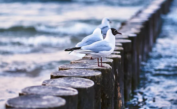 Tern Sitting Wooden Breakwater Coast Baltic Sea Poland — Stock Photo, Image