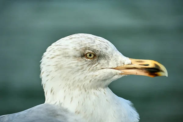 Portrait Silver Gull Baltic Sea Coast Poland — Stock Photo, Image