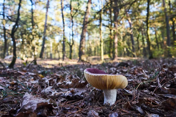 forest litter with shapely toadstool blushing during autumn in Poland