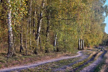  Polonya 'da sonbahar boyunca toprak yol ve huş ağacı koruluğu