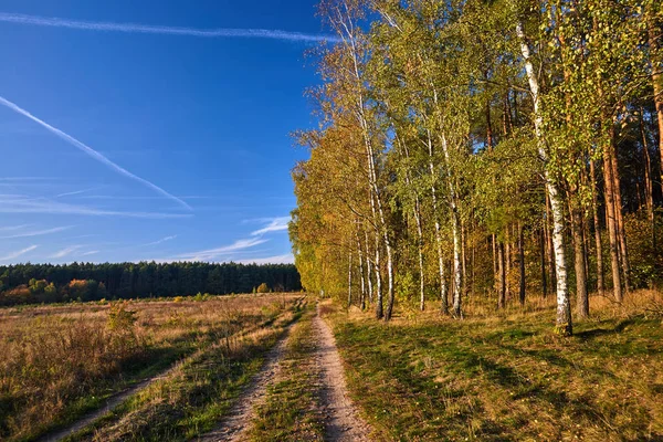 Estrada Terra Bosque Bétula Durante Outono Polônia — Fotografia de Stock