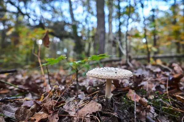 Bos Nest Met Mooi Gevormde Paddestoel Blozen Tijdens Herfst Polen — Stockfoto