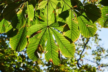 Polonya 'da sonbahar mevsiminde güneş ışığı saçağı yaprağı