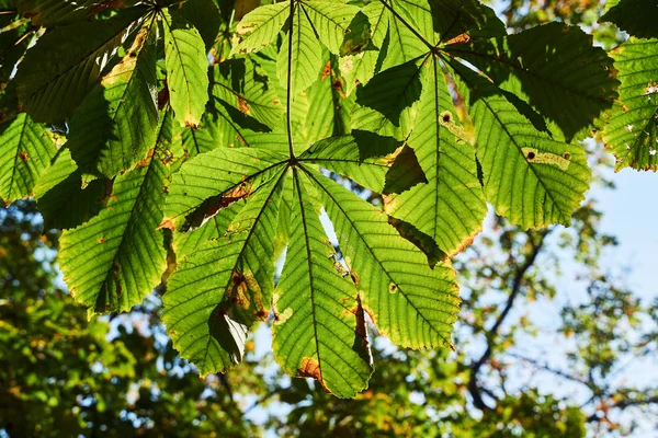 Hoja Buckeye Soleada Durante Otoño Polonia —  Fotos de Stock