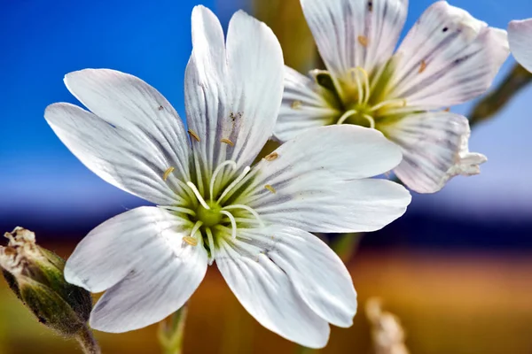 Malé Kvetoucí Bílé Květy Rohovky Jaře Proti Obloze — Stock fotografie