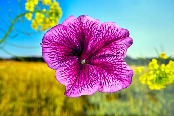 Lila Blütenblätter Einer Blühenden Surfinia Blume Garten — Stockfoto