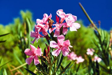 Yunanistan 'ın Zakynthos adasındaki neryum zakkumundan pembe çiçekler