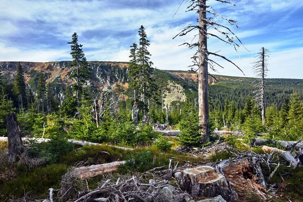 ポーランドの巨人山脈で秋に針葉樹林を破壊 — ストック写真