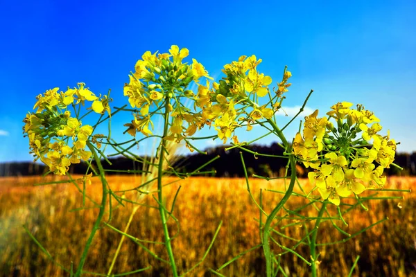 Wild Rapeseed Yellow Flowers Meadow — Stock Photo, Image