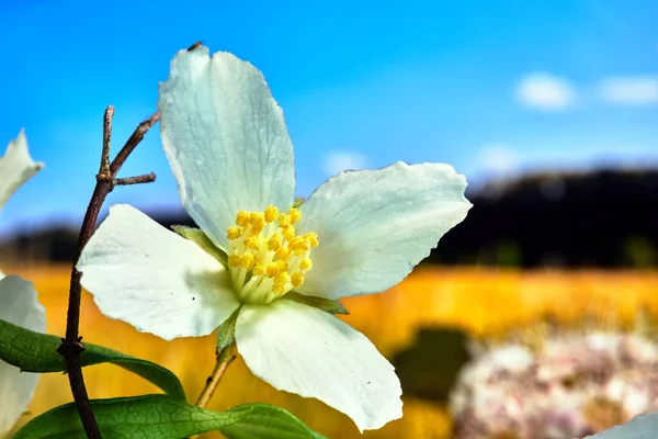 Baharda Bahçedeki Yasemin Çalılarının Küçük Beyaz Çiçekleri — Stok fotoğraf