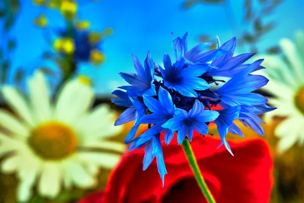Baharda Çayırdaki Küçük Bir Mavi Şişe Çiçeğinin Ayrıntıları — Stok fotoğraf