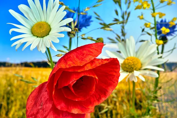 Baharda Çayırda Açan Kırmızı Gelincik Çiçeğinin Yakınına — Stok fotoğraf