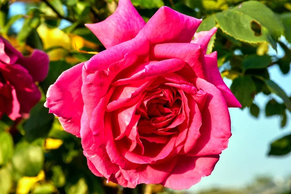 Hermosa Flor Rosa Roja Arbusto Jardín —  Fotos de Stock
