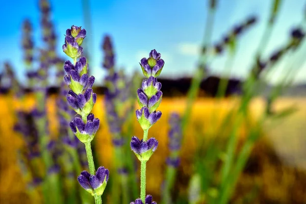 Small Purple Flowers Blooming Lavender Spring Meadow — Stock Photo, Image