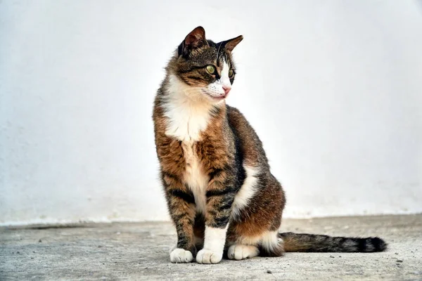 Chat Adulte Blanc Gris Race Européenne Sur Île Crète Grèce — Photo