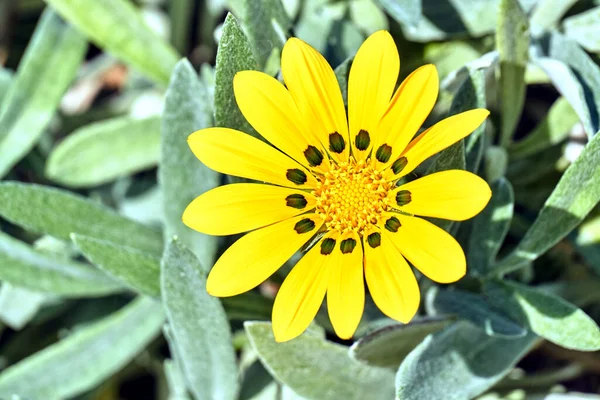 希腊克里特岛上的黄色非洲菊花 — 图库照片
