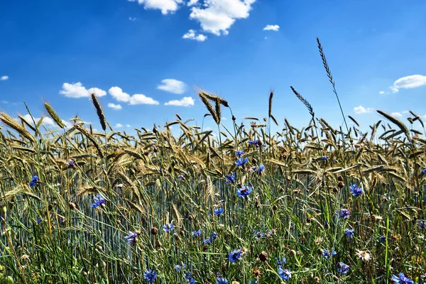 Blooming Colorful Flowers Background Ripe Grain Poland — Stock Photo, Image