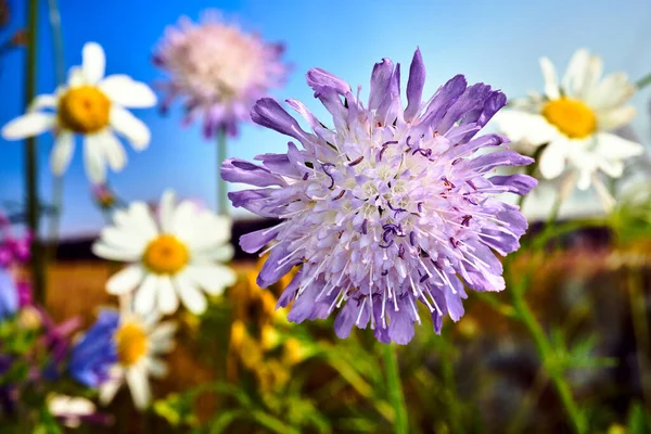 Fialová Květinka Kvetoucího Bodláku Během Léta Louce Polsku — Stock fotografie