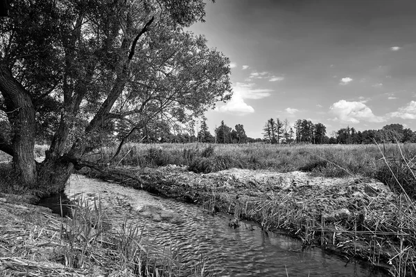 Strom Malé Řeky Slunečného Dne Nížině Polsku Černý Bílý — Stock fotografie