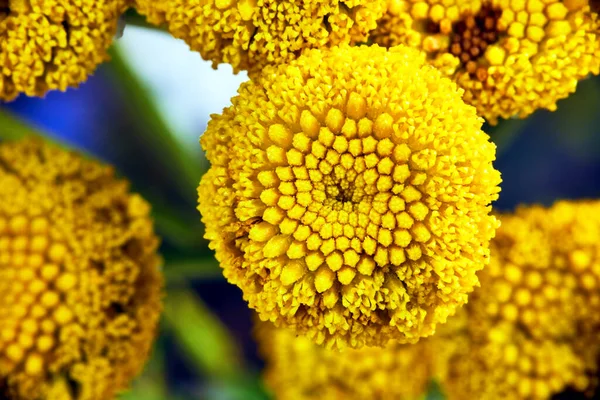 Yellow Small Balls Blooming Vorticot Summer Meadow Poland — Stock Photo, Image