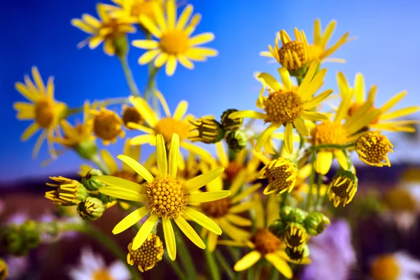 Malé Žluté Květy Kvetoucí Jacobaea Vulgaris Během Léta Louce Polsku — Stock fotografie