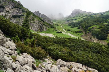 Polonya 'daki Tatry dağlarında dağ çamı ve kireçtaşı kayaları olan bir dağ yamacı.