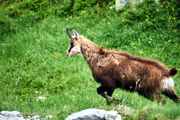 Tatra Chamois Ängen Tatrabergen Polen — Stockfoto