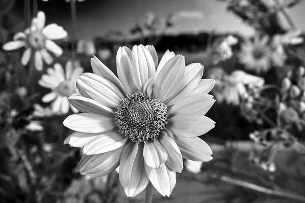 Gelbe Blume Der Blühenden Rauen Sonnenblume Sommer Auf Einer Wiese — Stockfoto