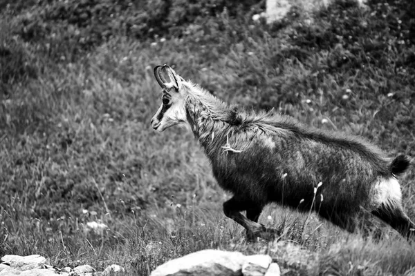 Tatra Chamois Ängen Tatrabergen Polen Svartvitt — Stockfoto