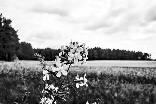 Minúsculas Flores Flor Perenne Saponaria Officinalis Durante Verano Polonia Blanco —  Fotos de Stock
