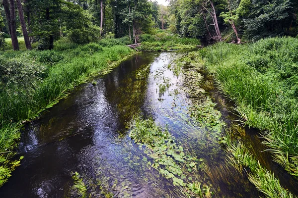 Rzeka Obra Przepływająca Przez Las Latem Polsce — Zdjęcie stockowe