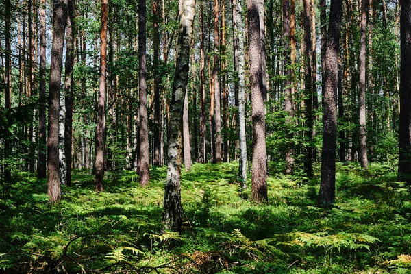 Helechos Gruesos Bosque Mixto Soleado Día Verano Polonia — Foto de Stock