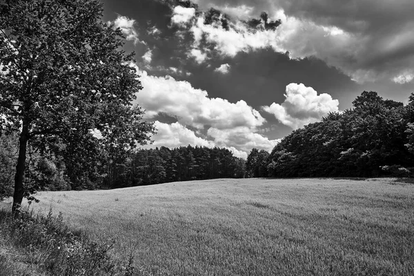 Krajobraz Wiejski Terenem Uprawnym Lasem Okresie Letnim Polsce Czarno Biały — Zdjęcie stockowe