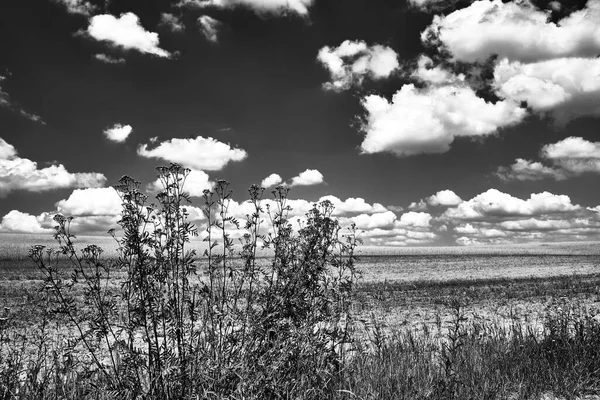 Paesaggio Rurale Con Fiori Campo Terreni Agricoli Durante Estate Polonia — Foto Stock