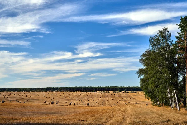 波兰收获后拥有耕地的农村景观 — 图库照片