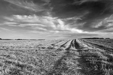 Polonya 'daki hasattan sonra ekilebilir tarlaları olan kırsal alan, siyah ve beyaz