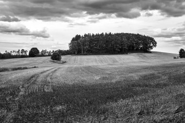 Polonya 'daki hasattan sonra ekilebilir tarlalarla çevrili ağaçlarla kaplı bir tepe. Siyah ve beyaz.