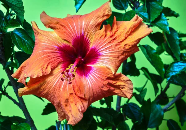 Close Van Het Uiteinde Van Staaf Een Bloeiende Rode Hibiscus — Stockfoto