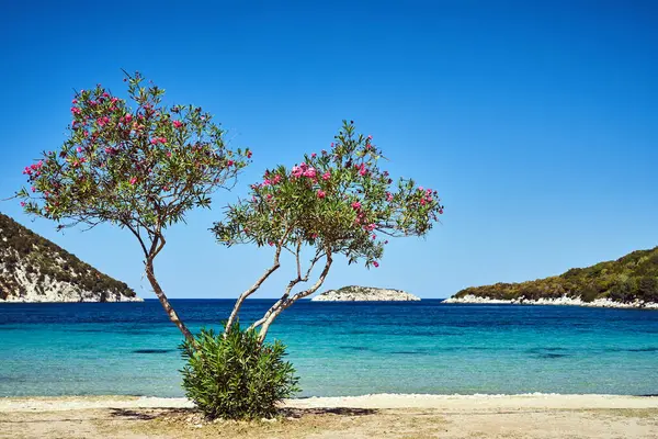 Deciduous Tree Sandy Beach Island Kefalonia Greece — Stock Photo, Image
