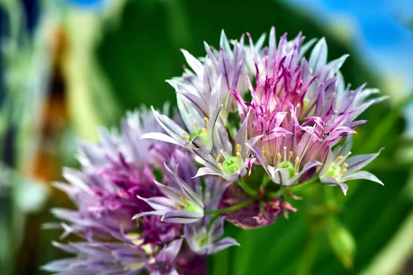 Ciboulette Colorée Fleurie Printemps Dans Jardin Pologne — Photo