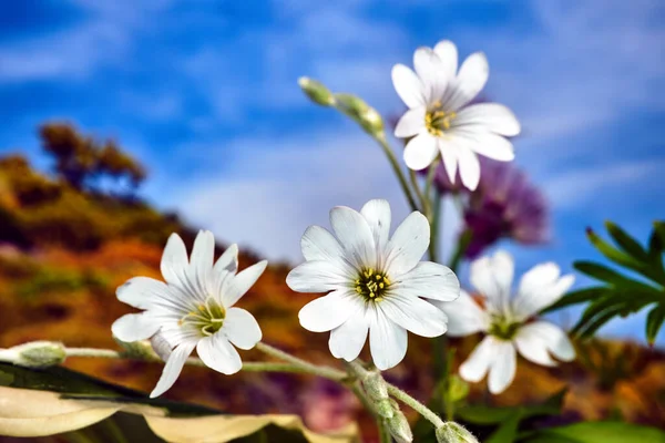 Tiny White Flowers Jasmine Bush Garden Spring — Stock Photo, Image